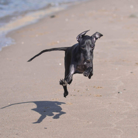 Bildgalerie Kapriolen